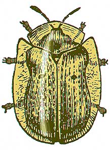 drawing of golden tortoise beetle adult