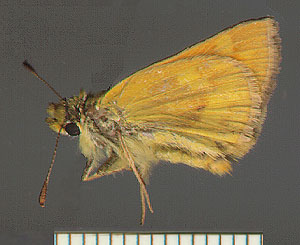 scan of woodland skipper specimen