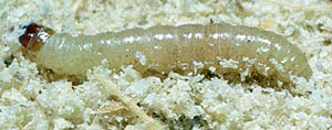 color photo of Indian Meal Moth caterpillar