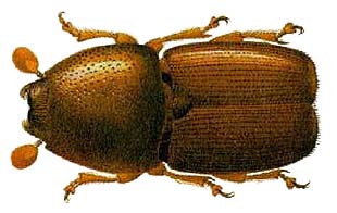 color painting of elm bark beetle from above