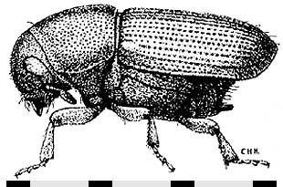 b&w drawing of elm bark beetle from side