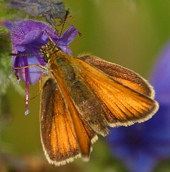 photo of female skipperling butterfly with wings open