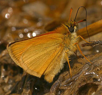 photo of male skipperling butterfly with wings closed