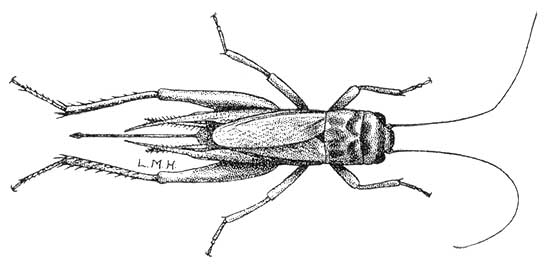 drawing of adult female house cricket