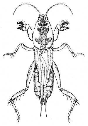 Drawing of Scapteriscus acletus