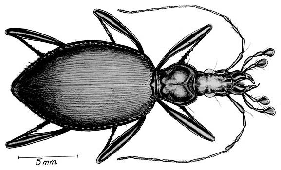 drawing of Scaphinotus angusticollis