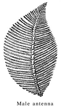 drawing of polyphemus male antenna