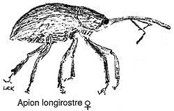 drawing of female hollyhock weevil Apion longirostre from the side