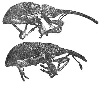 b&w photo of female & male hollyhock weevil Apion longirostre from side