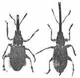 b&w photo of male & female hollyhock weevil Apion longirostre from above