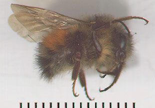 color scan of orange-rumped bumble bee queen