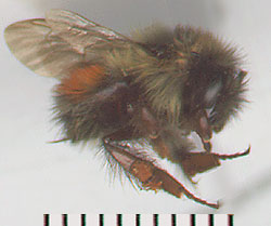 color scan of orange-rumped bumble bee worker