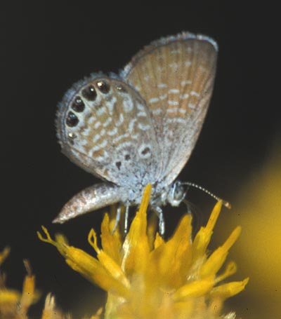 pygmy blue butterfly, Brephidium exile