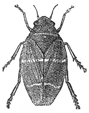 drawing of adult cercopid