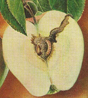 color painting of apple cross section with codling moth larva