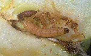 color photo of codling moth larva