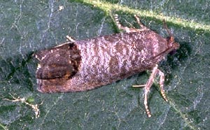color photo of codling moth adult