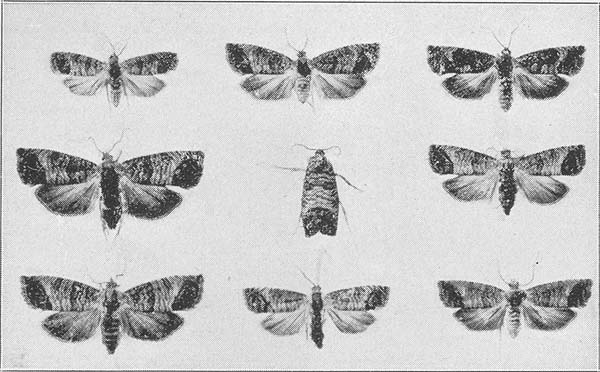 9 adult codling moths showing variation (b&w)