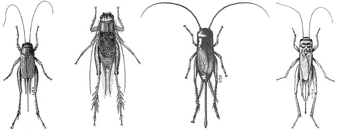 crickets found in Washington state, b&w drawings, Nemobius, Gryllus, Acheta