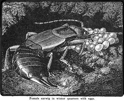 drawing of female European earwig in nest with eggs