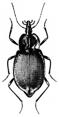 Drawing of European ground beetle Scaphinotus elevatus