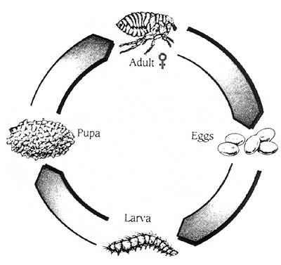 diagram of flea life cycle