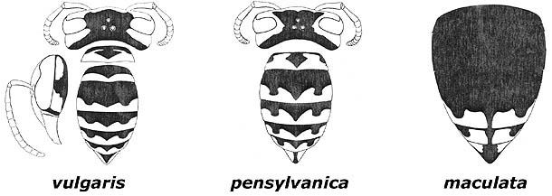 drawing shows patterns of 3 yellowjacket species