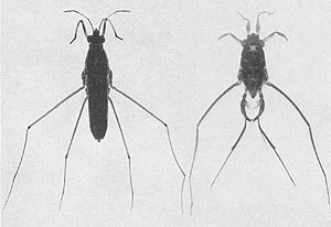 B&W photo of 2 American water strider species