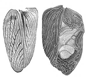 drawing of female and male cricket wings
