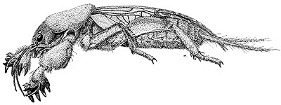 Drawing of Neocurtilla hexadactyla