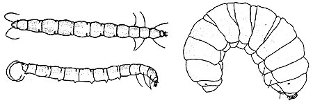 drawings of bee fly larvae early & late forms