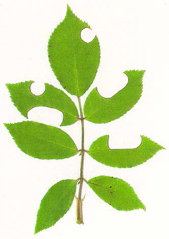 scan of rose leaves with bee cuts