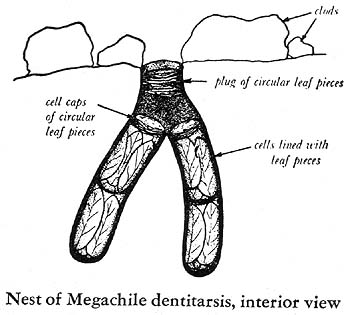 diagram of Megachile nest