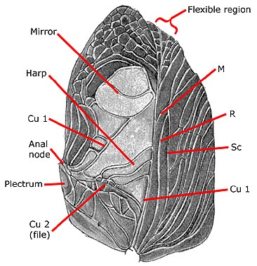 Diagram of male field cricket wing shows sound producing parts