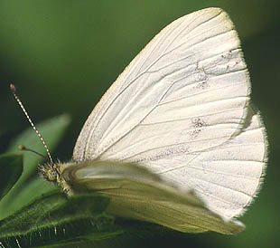 field photo of American veined white