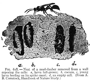 drawing of mud dauber nest showing interior
