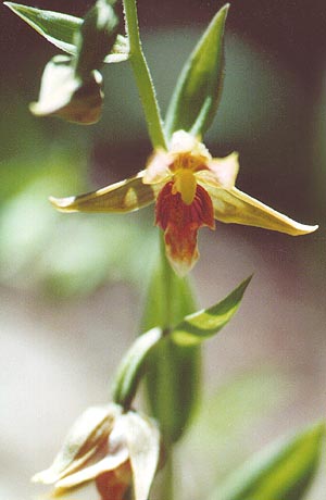 Chatterbox orchid, taken in a fragile area of the Siskiyou Mountains, Oregon