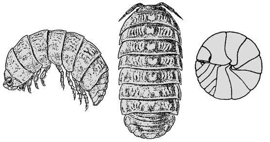 pillbug drawings and diagram