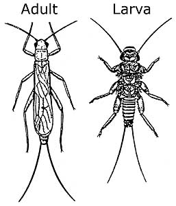 Drawing of adult, nymph stoneflies