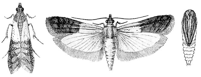 Pantry Moth (Indian Meal Moth): Identification, Life Cycle, Facts & Pictures