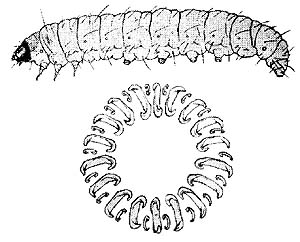 drawing of Indian meal moth larva with detail of proleg