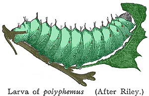 drawing of polyphemus larva