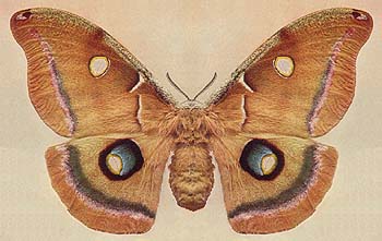 classic photo of female polyphemus specimen