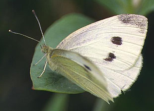field photo of cabbage white