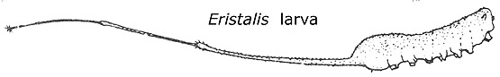 drawing of rat-tail syrphid larva