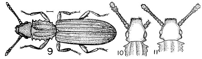 Drawings of sawtoothed grain beetle showing differences from merchant grain beetle