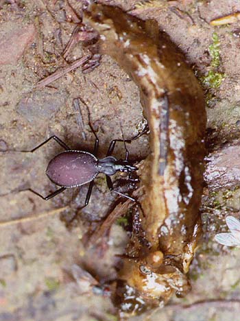 photo of Scaphinotus feeding on dead slug