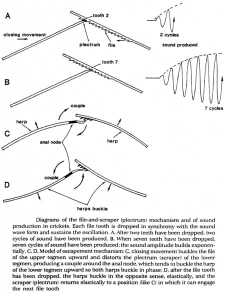 diagram showing how the plectrum and file interact to make stridulation