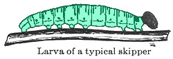 drawing, typical skipper larva