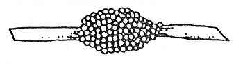 drawing of spittle mass on stem